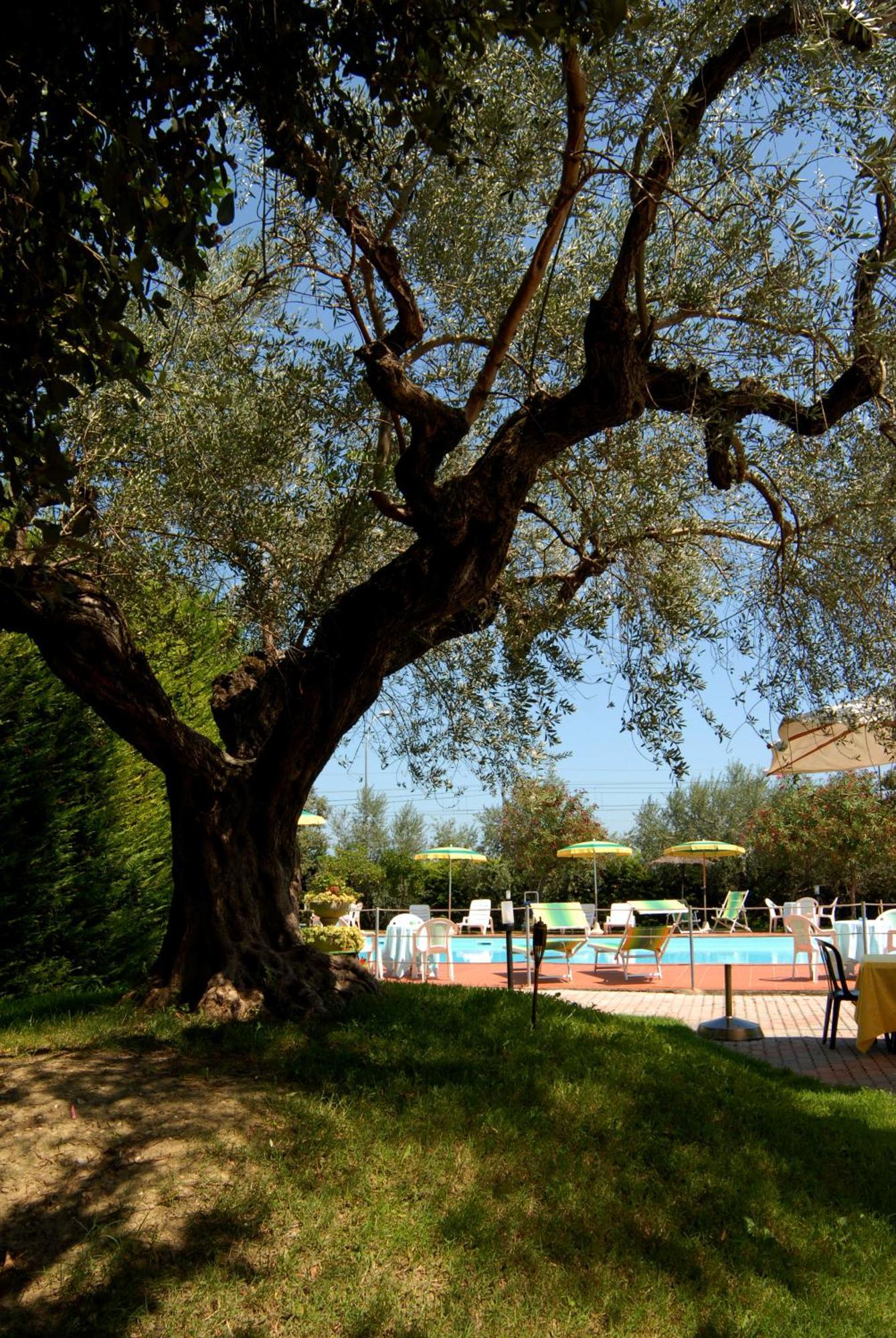 Hotel Parco Degli Ulivi Scerne Exterior foto
